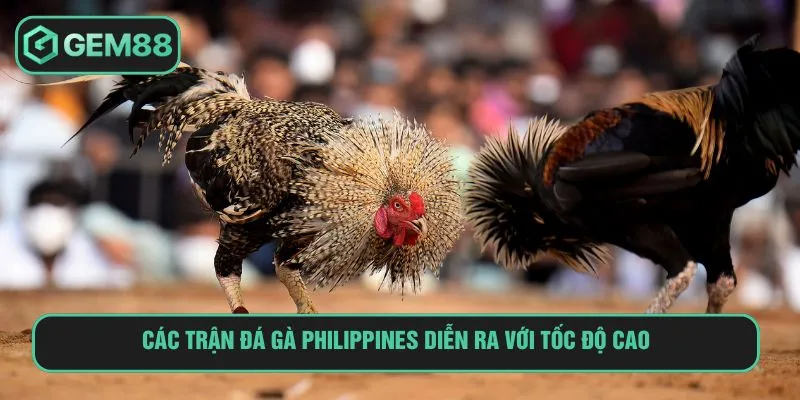 Các trận đá gà Philippines diễn ra với tốc độ cao