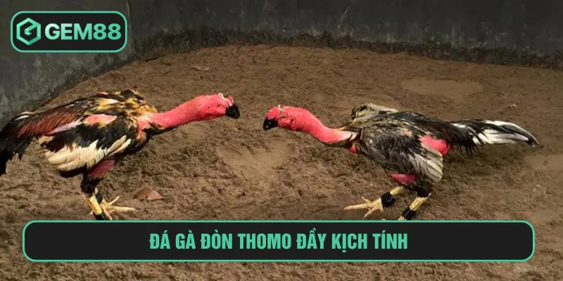 Đá gà đòn Thomo phổ biến với quy mô chuyên nghiệp