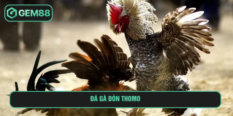 đá gà đòn thomo