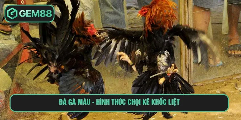 Đá gà máu - Hình thức chọi kê khốc liệt