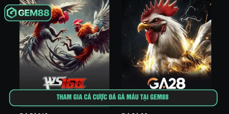 Tham gia cá cược đá gà máu tại Gem88 