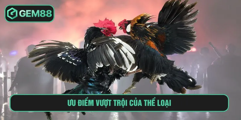 Ưu điểm tạo nên sự độc đáo của đá gà đòn Thomo